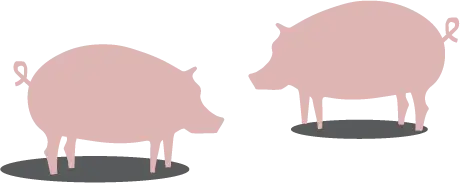 Pigs